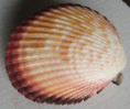 /products/vasticardium-elongatum-1-bruguiere-1789/